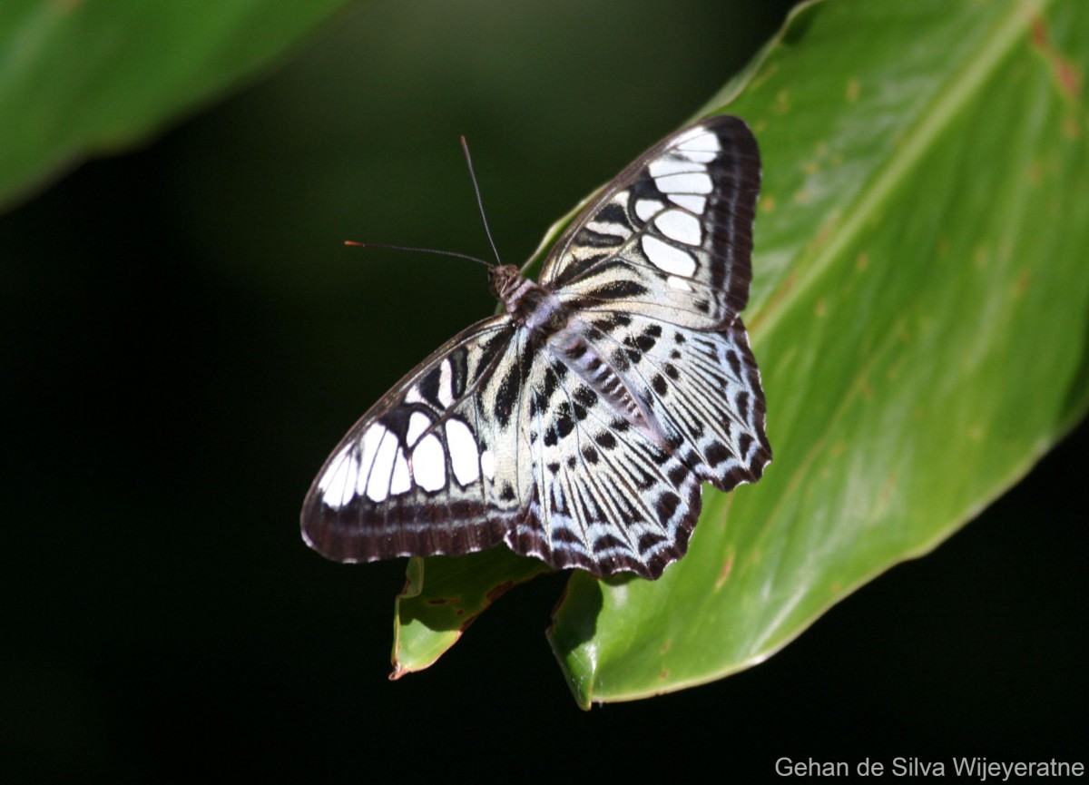 Parthenos sylvia Moore, 1877